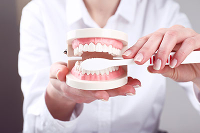 A person s hand holding an open dental model with teeth and gums visible, placed on a white display stand against a blurred background.